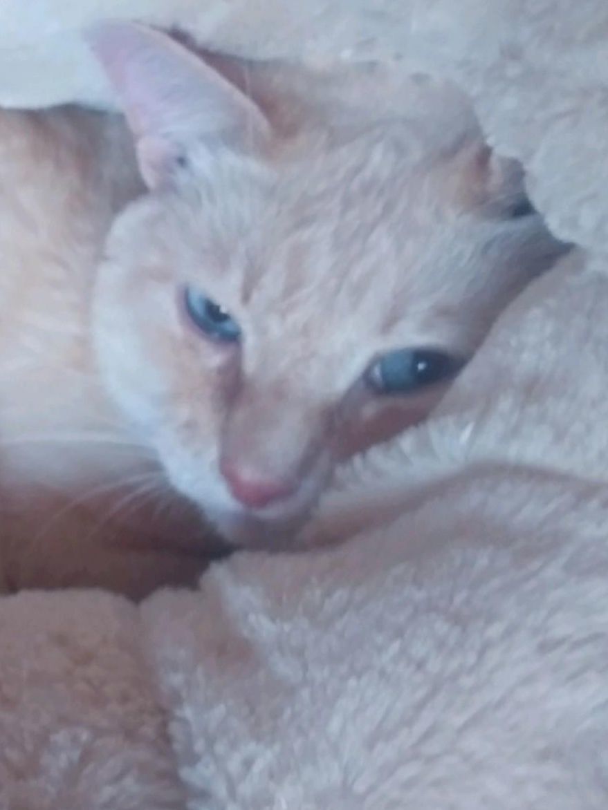 Adopt a friend: Frank